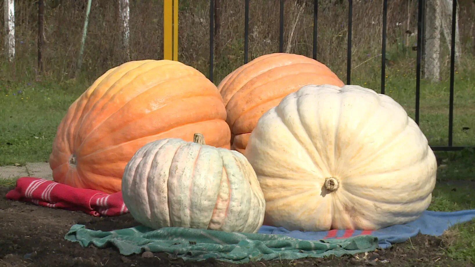 Много тыкв. Тыква на столе. Тыква в огороде. Тыква. Вес тыквы.