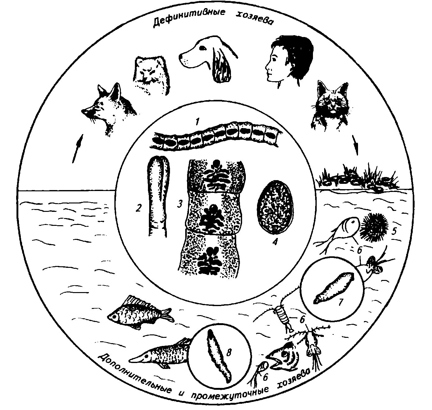 Diphyllobothrium latum жизненный цикл. Цестодозы дифиллоботриоз. Дифиллоботриоз биология развития. Дифиллоботриоз паразитология Ветеринария.