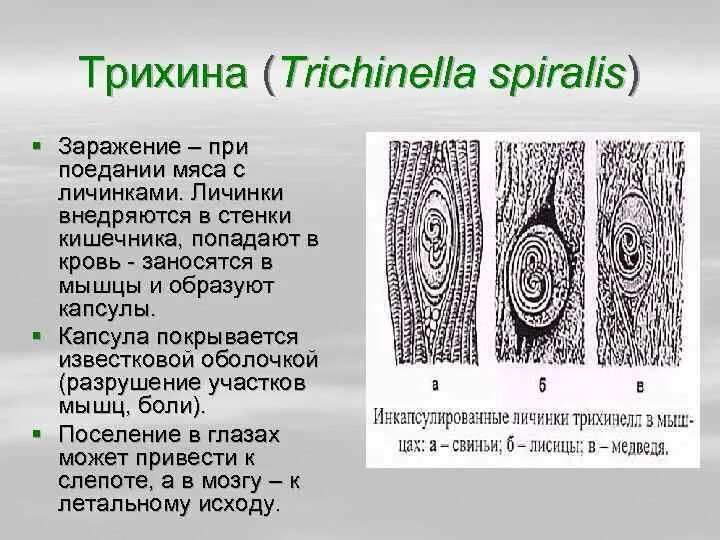 Инкапсулированные личинки трихинеллы (Trichinella spiralis). Вид трихинелла Спиралис. Трихинелла Спиралис капсула. Трихинелла Спиралис строение личинки.