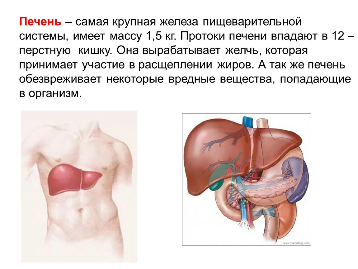 Печень крупная железа