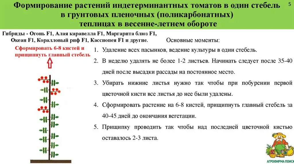 Что такое детерминантный сорт томатов и индетерминантный