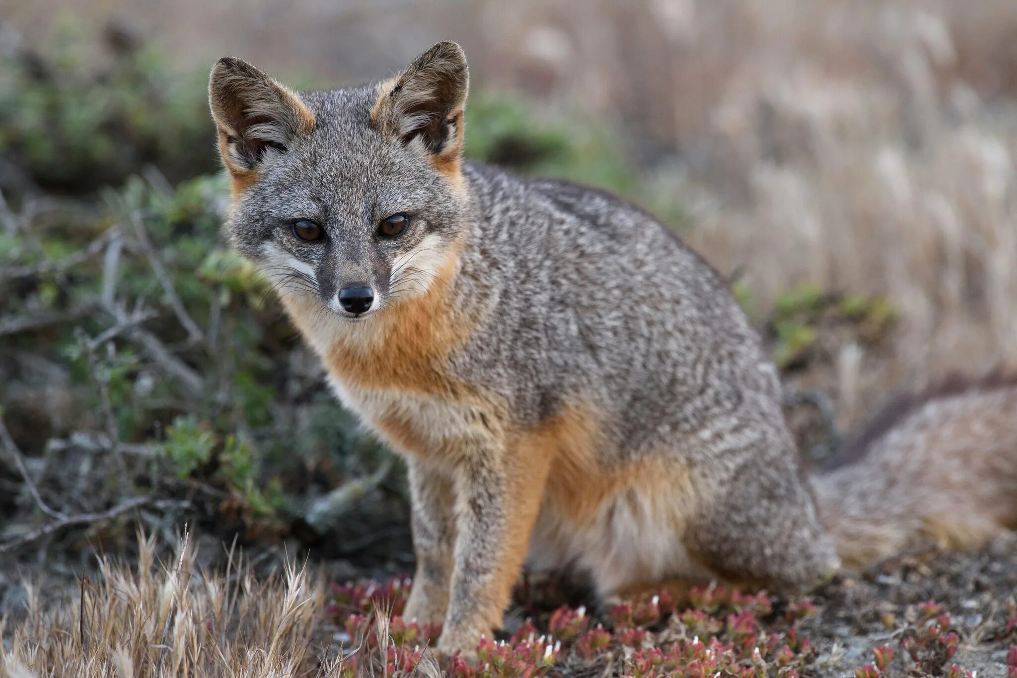 Островная лисица Urocyon littoralis. Серая лисица Urocyon cinereoargenteus. Пампасская лисица Южной Америки. Пампасная лиса. Дикая лиса название