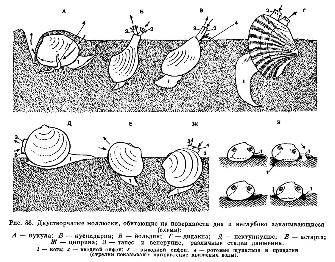 Способы размножения моллюсков. Размножение двустворчатых моллюсков. Двустворчатые моллюски схема. Двустворчатые моллюски фильтрация. Размножение морских двустворчатых моллюсков.
