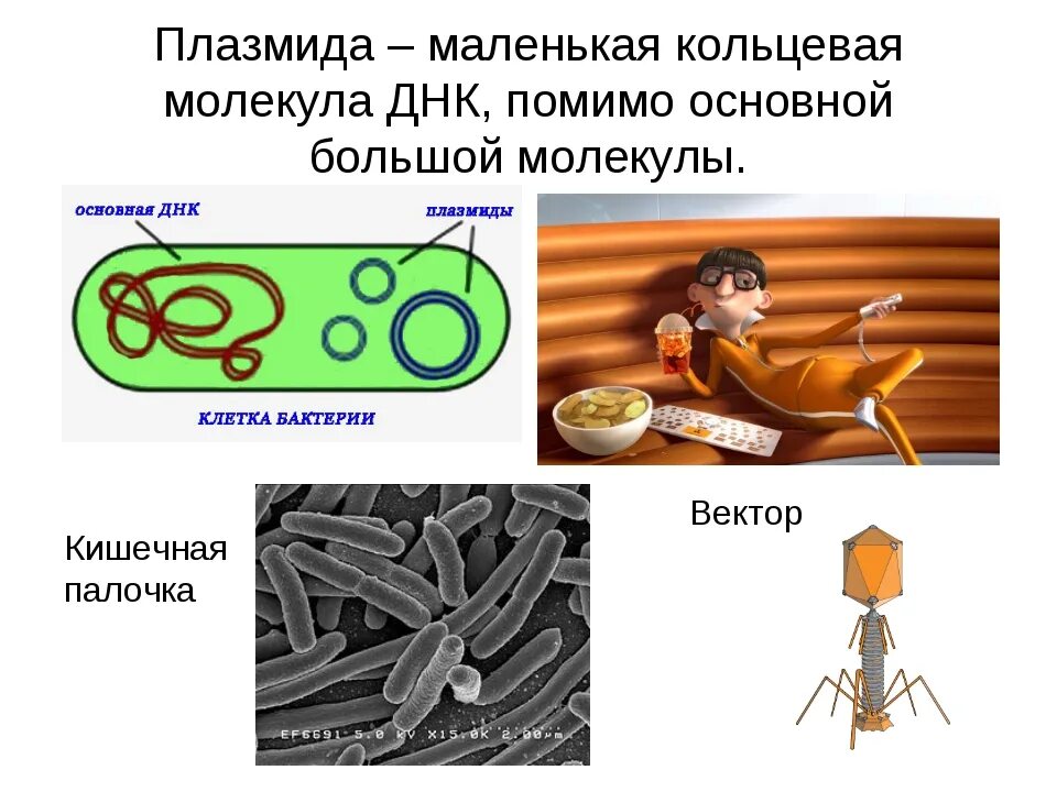 Кольцевая днк характерна для. Кольцевая ДНК. Кольцевая молекула ДНК. Кольцевая молекула ДНК характерна для. Кольцевая молекула ДНК имеется у.