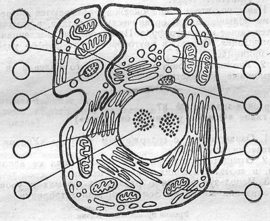 Тест клетка егэ. Строение органоидов животной клетки. Растительная клетка и ее органеллы. Органоиды животной клетки без подписей. Рисунок строения животной клетки подпишите названия органоидов.