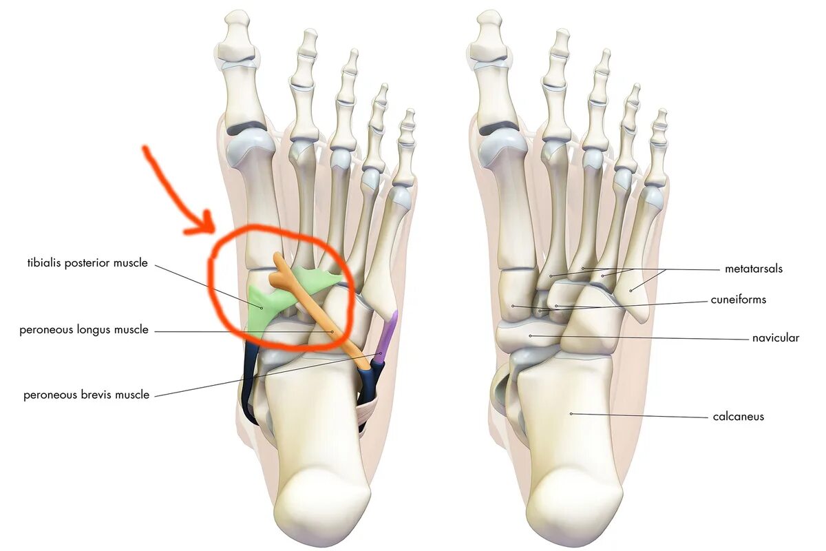 Связочный аппарат стопы. Передняя большеберцовая мышца крепление. Связки свода стопы анатомия. Крепление задней большеберцовой мышцы. Сухожилие задней большеберцовой мышцы стопы.