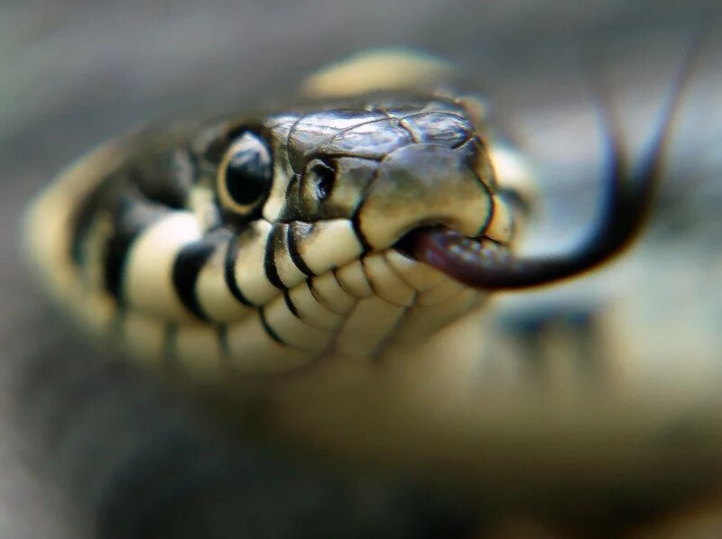 Какой праздник змей. Всемирный день змеи (World Snake Day). Оскал змеи. Международный день ЗМИ.