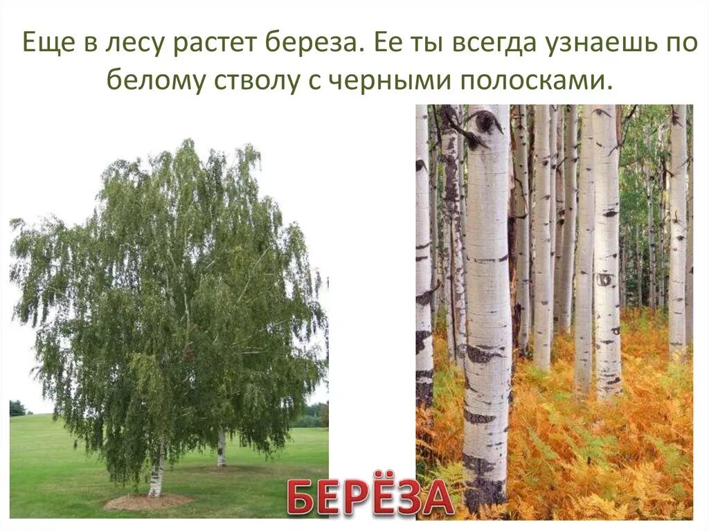 В наших лесах растут березы. Лес березовая роща. В нашем лесу растут разные деревья. В наших лесах растут березы. В наших лесах растут березы.