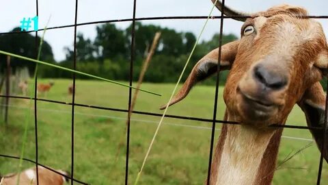 Real goat