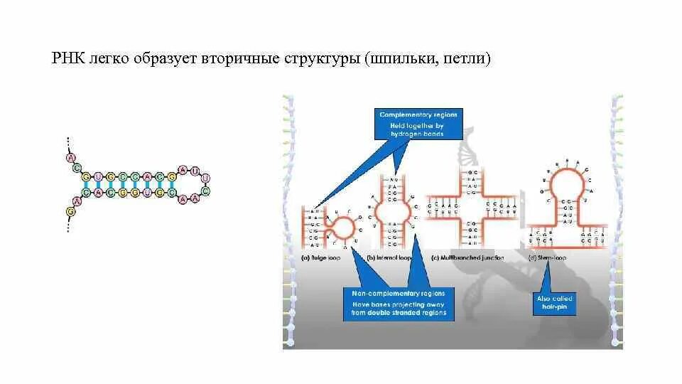 Шпилечная структура РНК. Вторичная структура РНК. Вторичная структура структура РНК. Вторичная структура РНК шпилька.