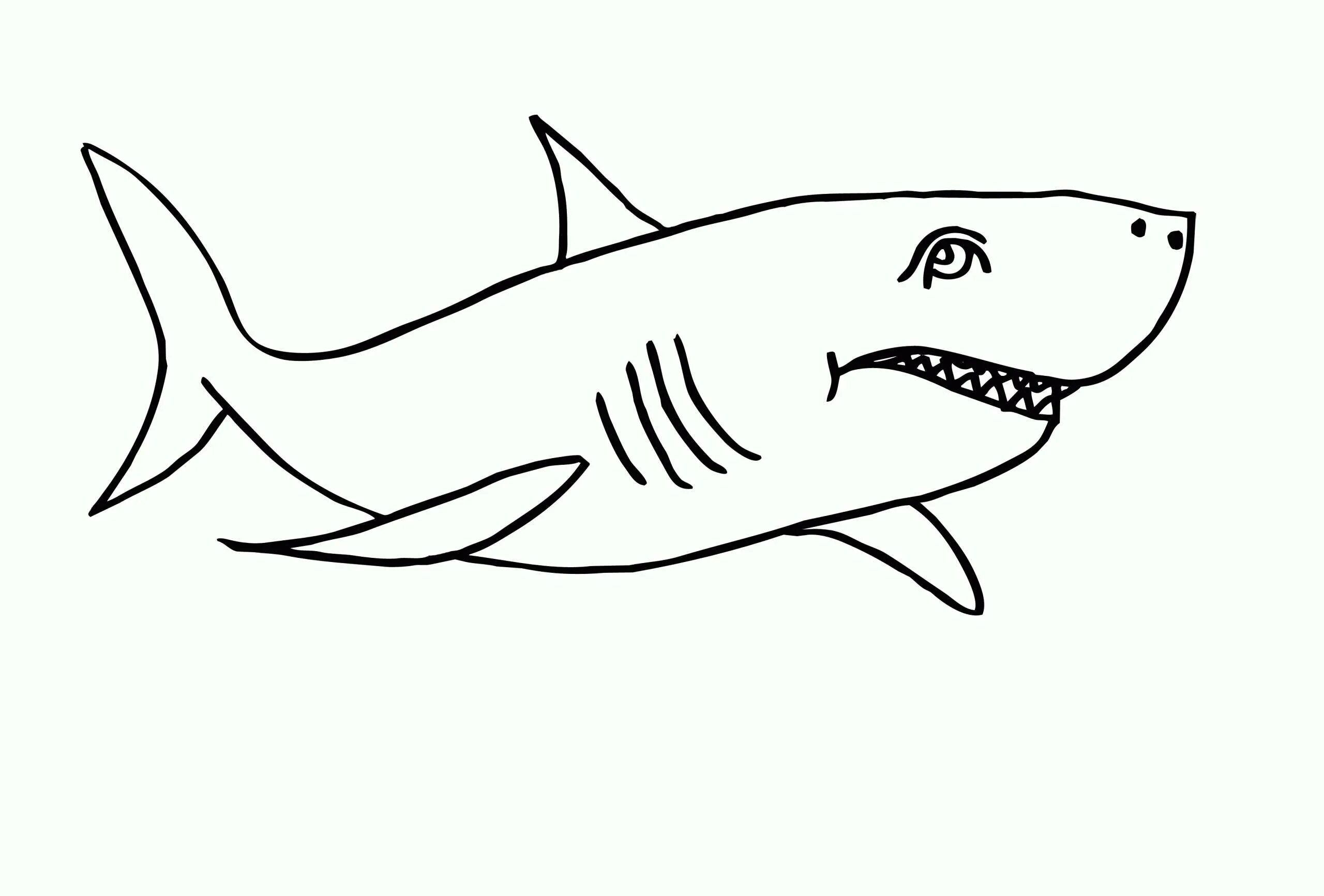 Раскраски акула. Акула раскраска. Акула раскраска для детей. Акела раскраска для детей. Акула рисунок.