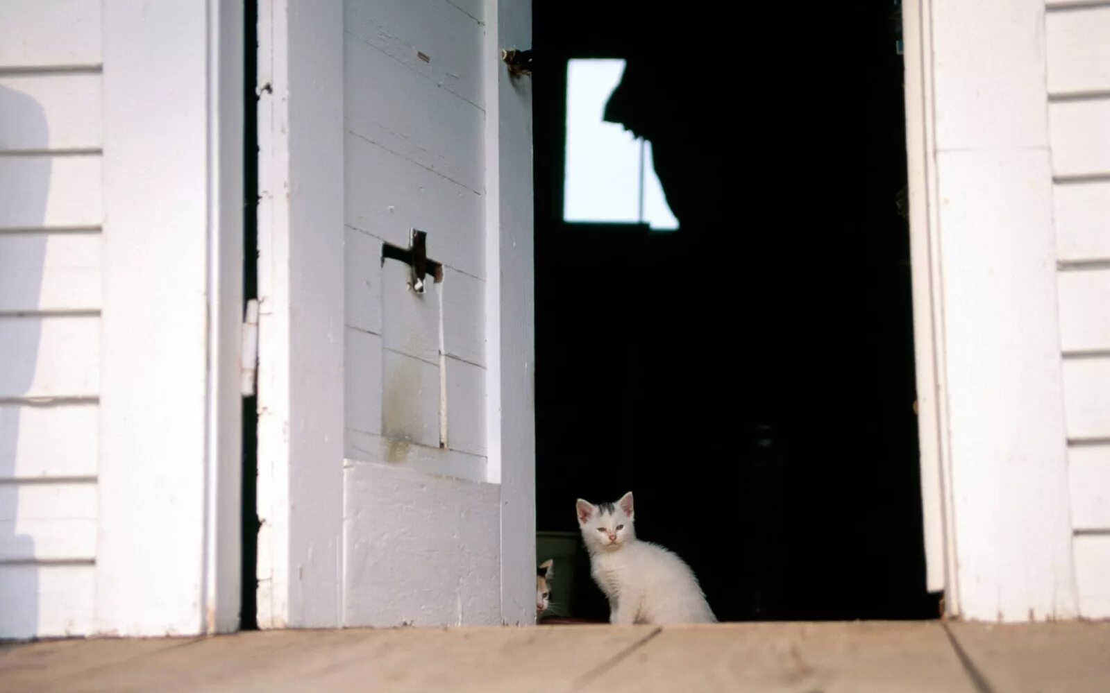 Выход кошечки. Кошка за дверью. Коты на пороге. Дверь для кошки. Котенок у двери.