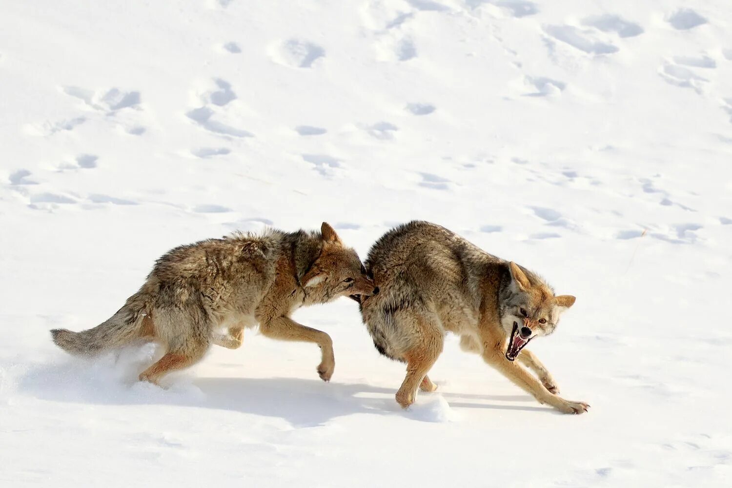 Собака гонится за лисой. Бегущая с волками. Волки играются.