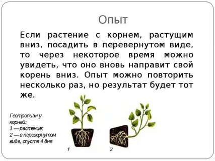 Почему растения растущих рядом