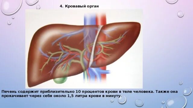 Печень очищает кровь. Необычные факты о печени.