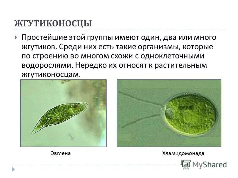 Значение групп простейших