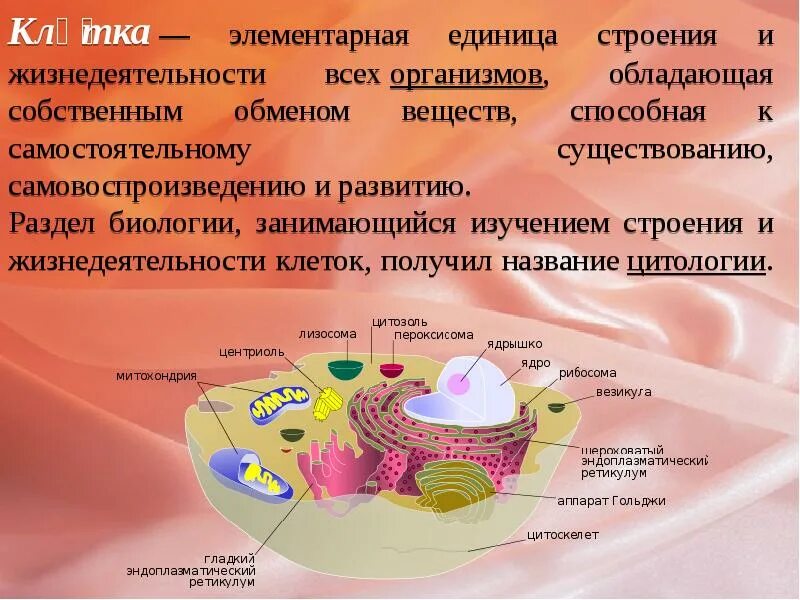 Почему клетка единица живого. Клетка единица строения всех живых организмов. Клетка элементарная единица. Клетка строения и жизнедеятельности организма. Клетка элементарная единица строения и жизнедеятельности.