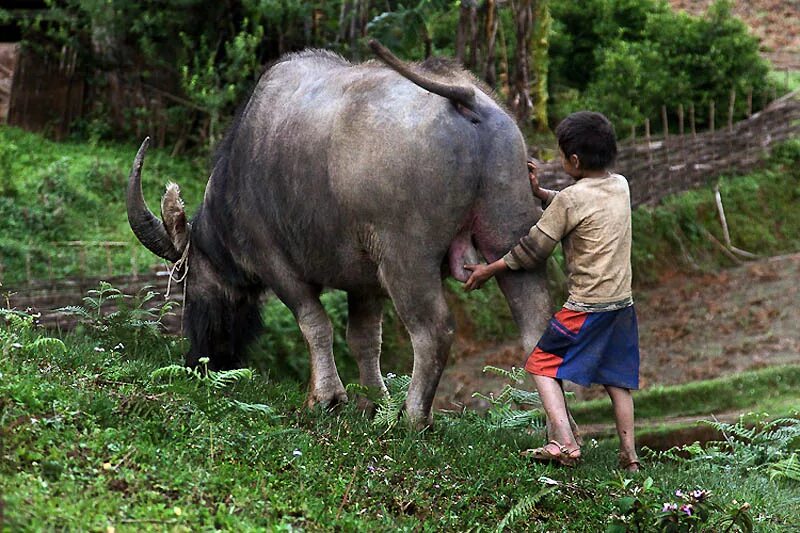 Bull cock