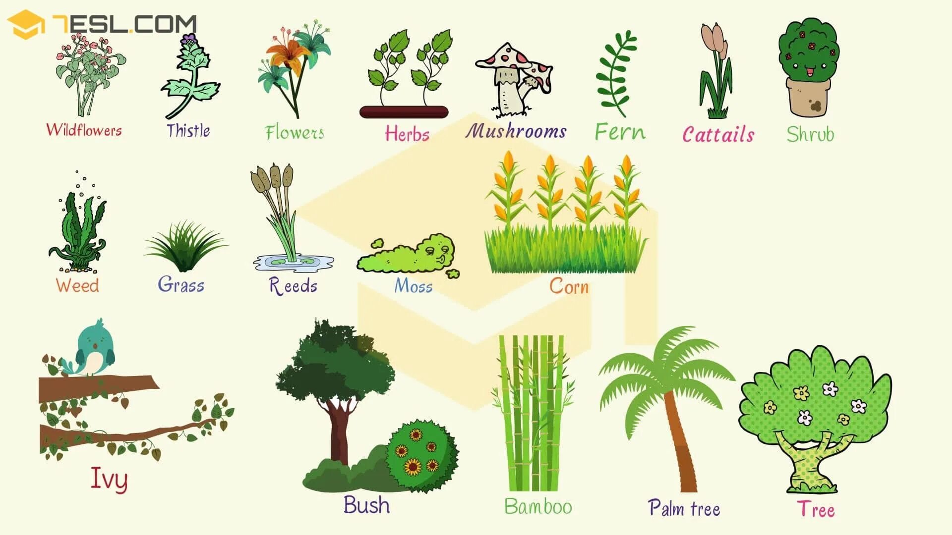 Plant 3 forms. Дерево по английскому. Растения по английскому. Деревья на английском. Растения на английском для детей.