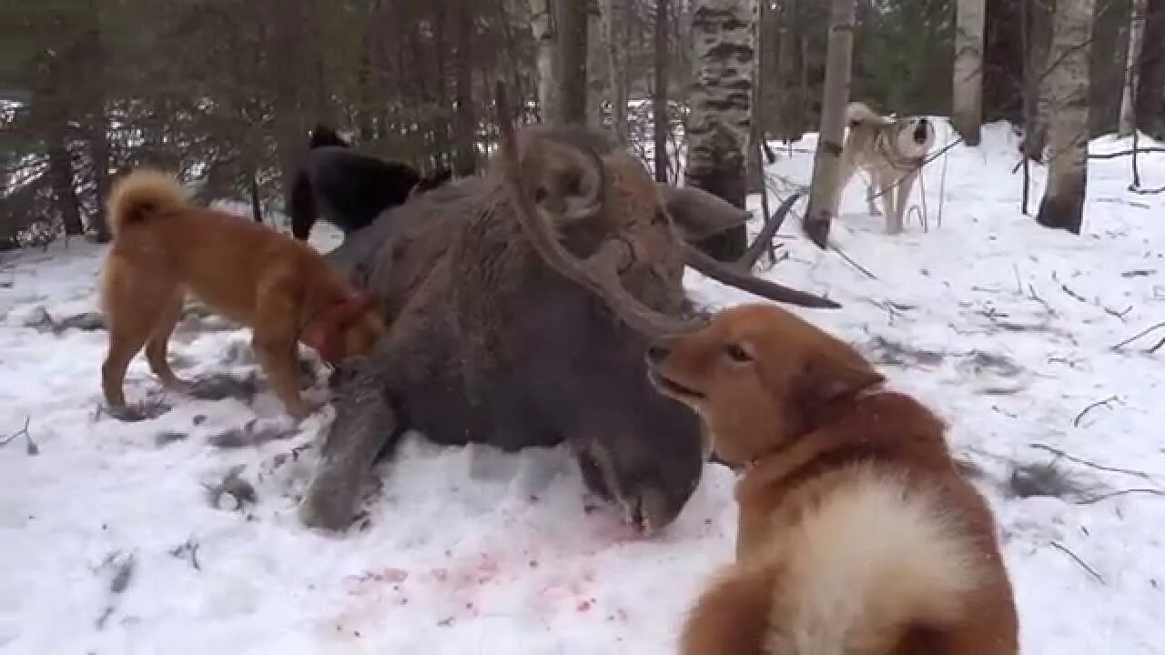 Видео с лайка с собакой. Карело-финская лайка охота на кабана. Натаска охотничьих собак лайка. Карело-финская лайка охота на лося.