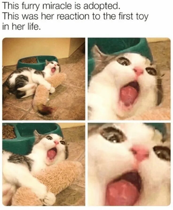 Ты нам больше не нужен Funny memes, Furry friend, Animals