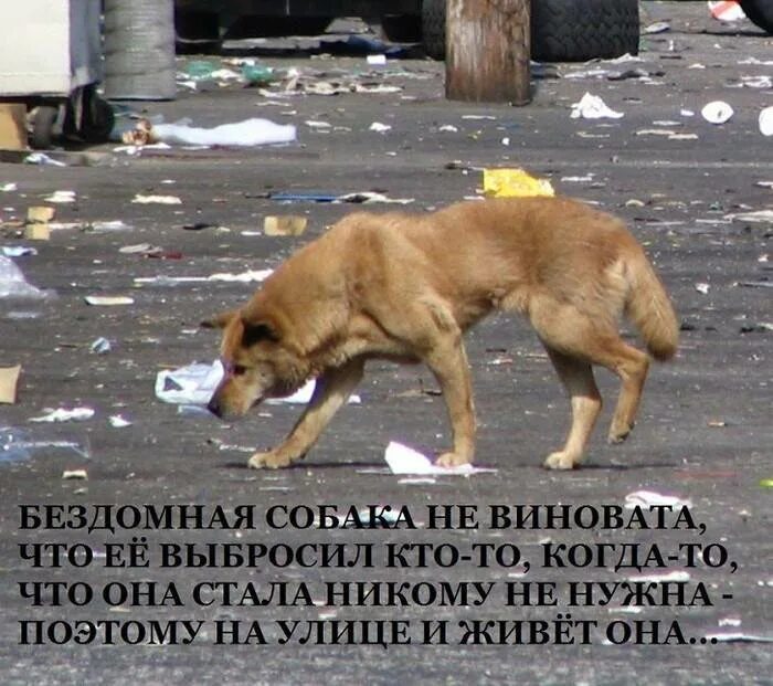 Где собака умерла. Бездомные животные. Бездомные собаки. Бездомные животные и человек. Про брошенных животных.