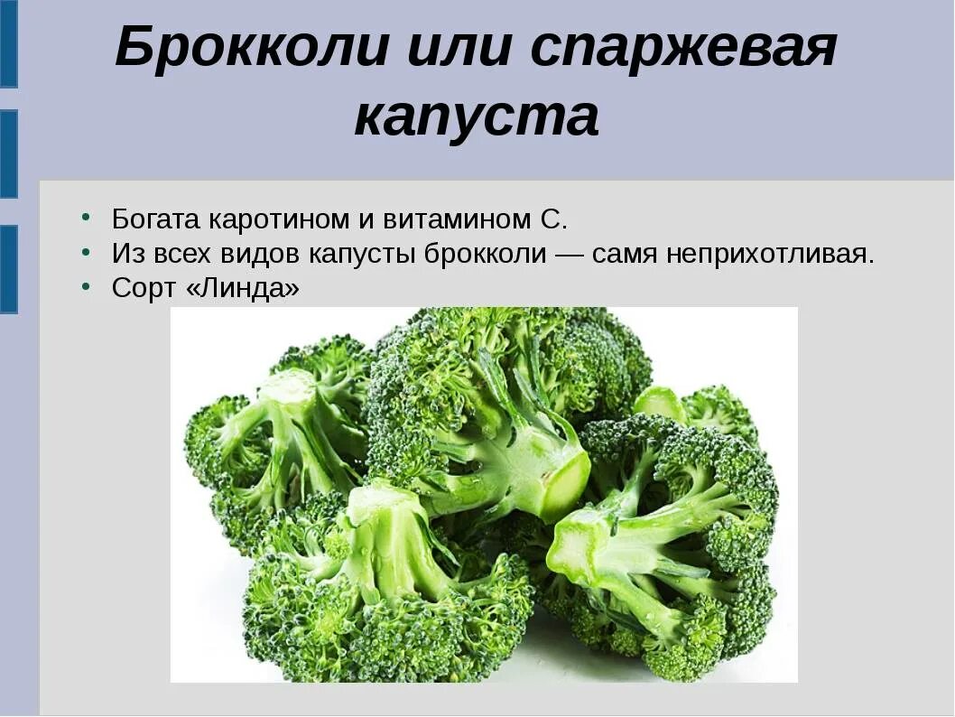 Сколько витаминов в капусте. Брокколи. Капуста брокколи. Капуста всех видов. Брокколи польза.