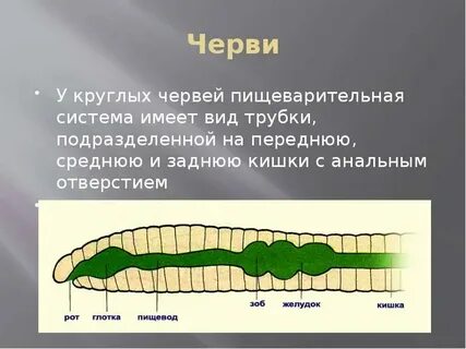 Круглые черви животные особенности пищеварительной системы