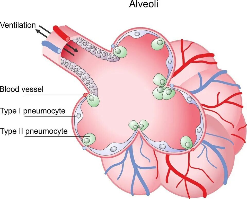 В легкие птиц поступает кровь. Alveoli Type 1 Type 2 Cells. Pneumocyte. Alveolar structure. Альвеолярные клетки 2 типа.