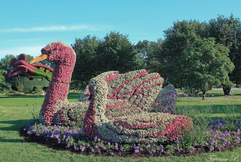 Выставка в ботаническом саду. Выставка пионов ботанический сад мгу. Тюльпаны в аптекарском огороде 2022. Выставка пионов в аптекарском огороде. Выставка в ботаническом саду.