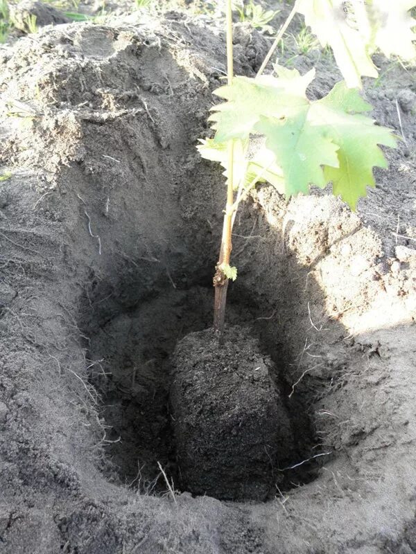 Сажаем виноград весной саженцами в открытый. Высаживание черенков винограда. Посадка вегетирующего саженца винограда весной. Высаживание саженцев винограда весной. Посадка лозы винограда весной.