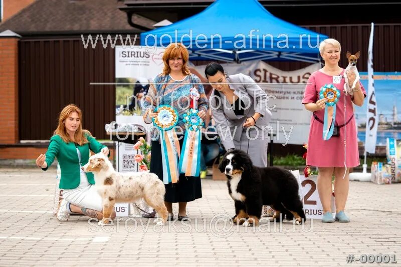 На выставке собак. Выставка пастушьих собак. Фото собак с выставки в Коряжме 30 июля 2023. Собачья выставка задания для собак.