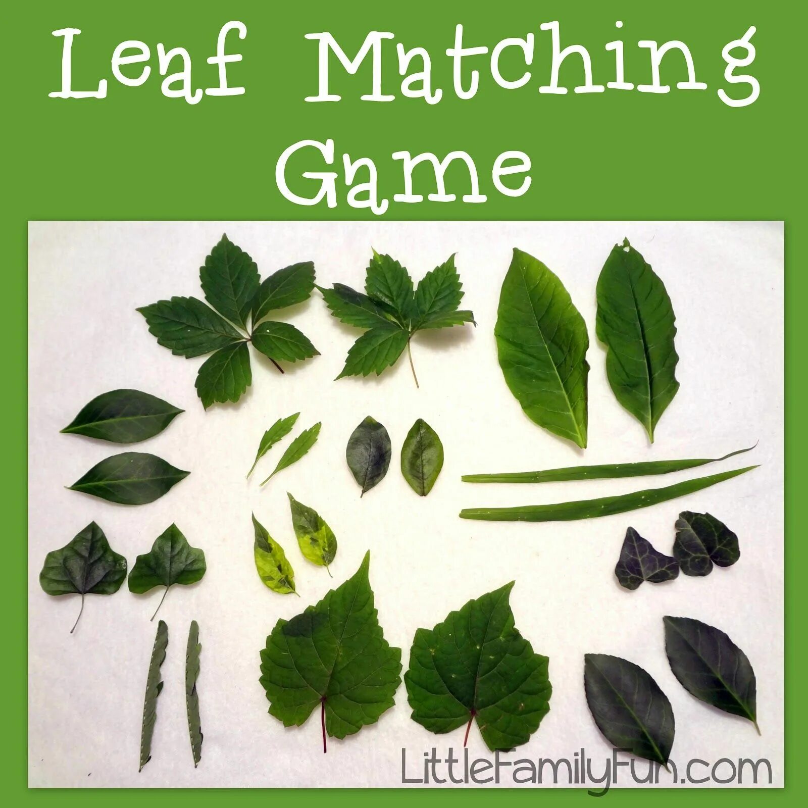 Match the leaves. Leaf matching. experience for kids with leaves.