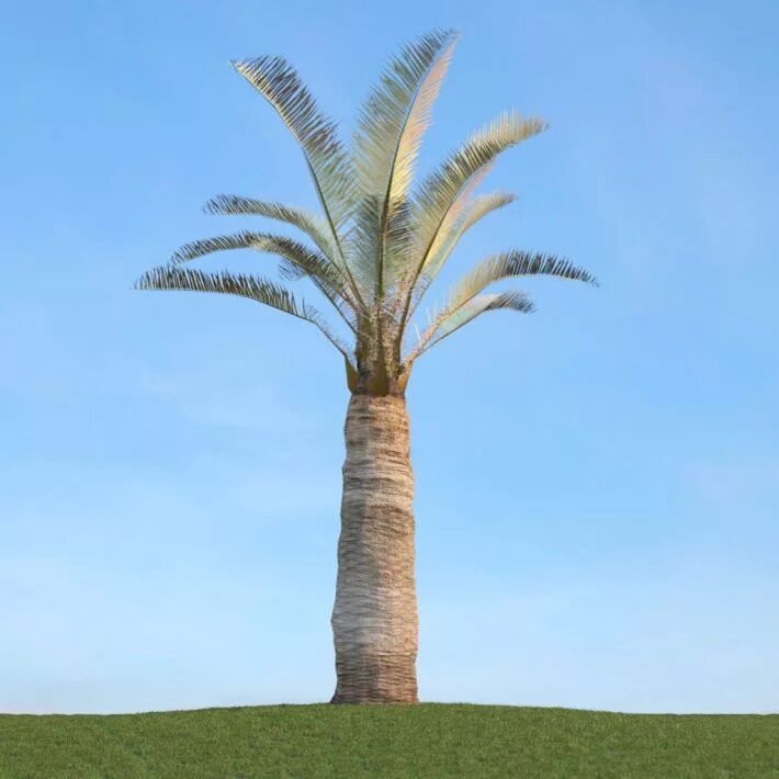 Jubaea chilensis (юбея чилийская). Пальма юбея чилийская плоды. Jubaea chilensis (юбея чилийская). Юбея пальма. Пальма юбея чилийская.