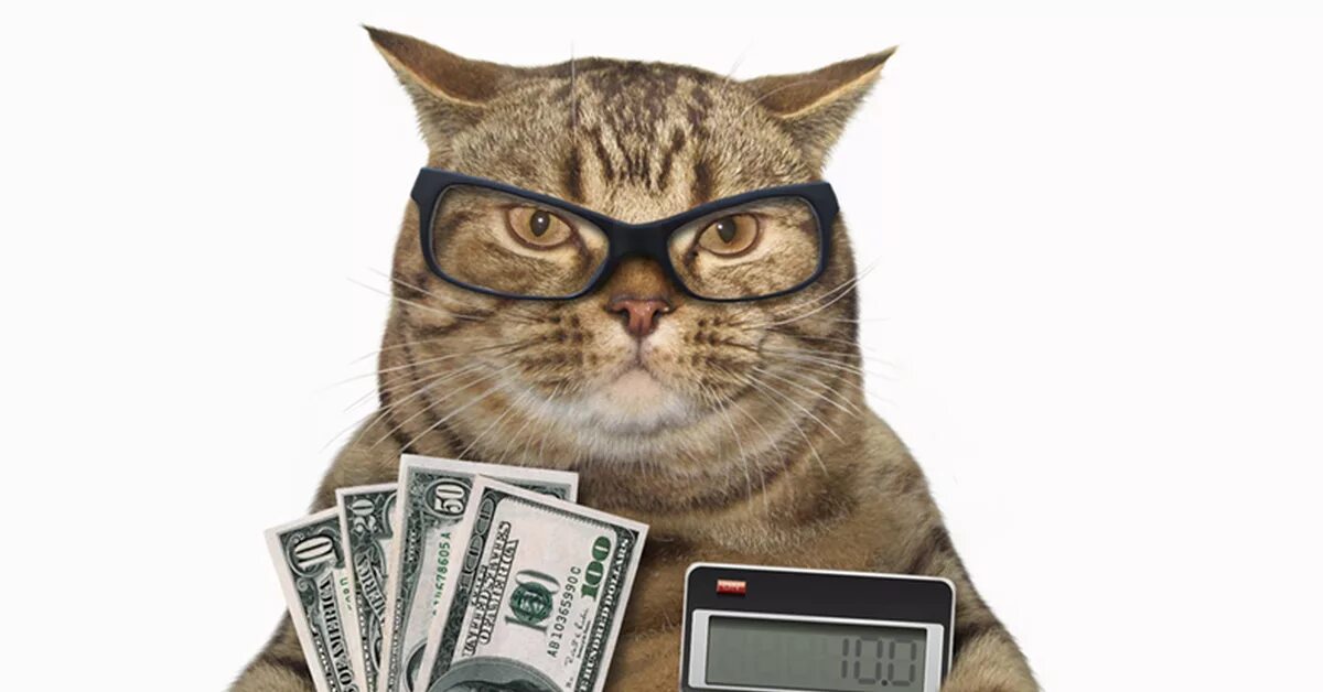 Кот банкир. Кот с деньгами. Кот бухгалтер. Кот бухгалтер с деньгами. Кошка бухгалтер
