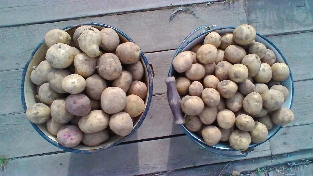 Мелкая картошка. Ведро мелкой картошки. Картофель мелкий ~ 1кг. Ведро семенной картошки.