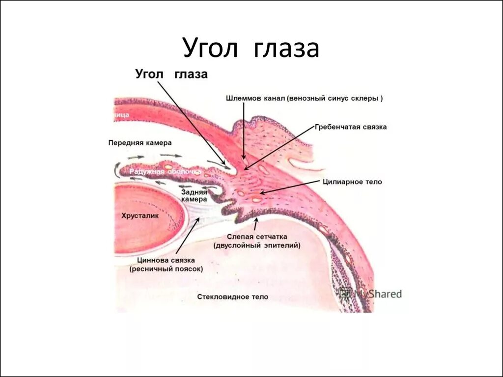 Строение цилиарного тела гистология. Строение угла глаза гистология. Строение ресничного тела гистология. Ресничное тело глаза строение.