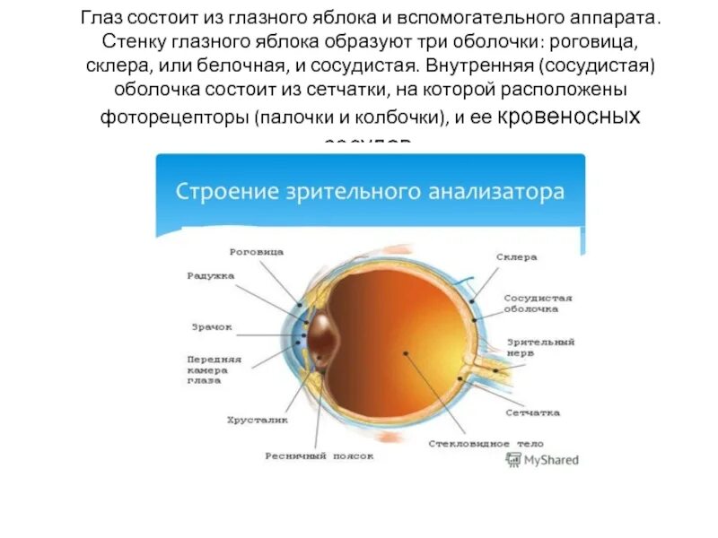 Белочная оболочка глаза человека. Оболочки глазного яблока белочная сосудистая. Оболочка глазного яблока белочная сосудистая колбочки палочки. Глаз состоит из глазного яблока и вспомогательного аппарата. Из чего состоит глаз человека.