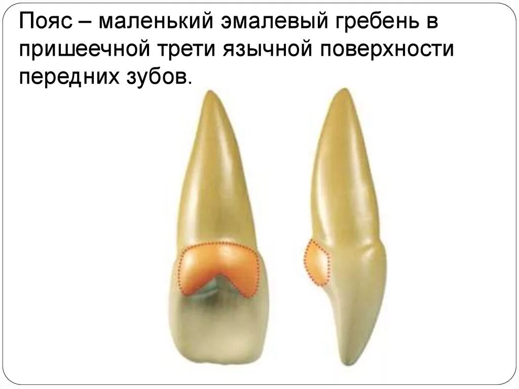 Эмалево цементная граница зуба.