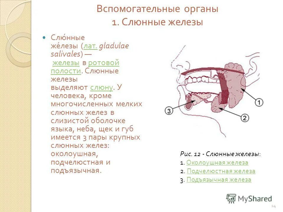слюнные железы биология 8 класс. слюнные железы в пищеварении. функции слюнных желез в ротовой полости. какие ферменты выделяют слюнные железы. функции слюнных желез.