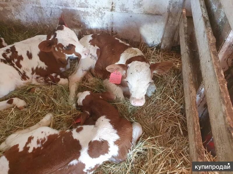 Купить бычков в воронежской области