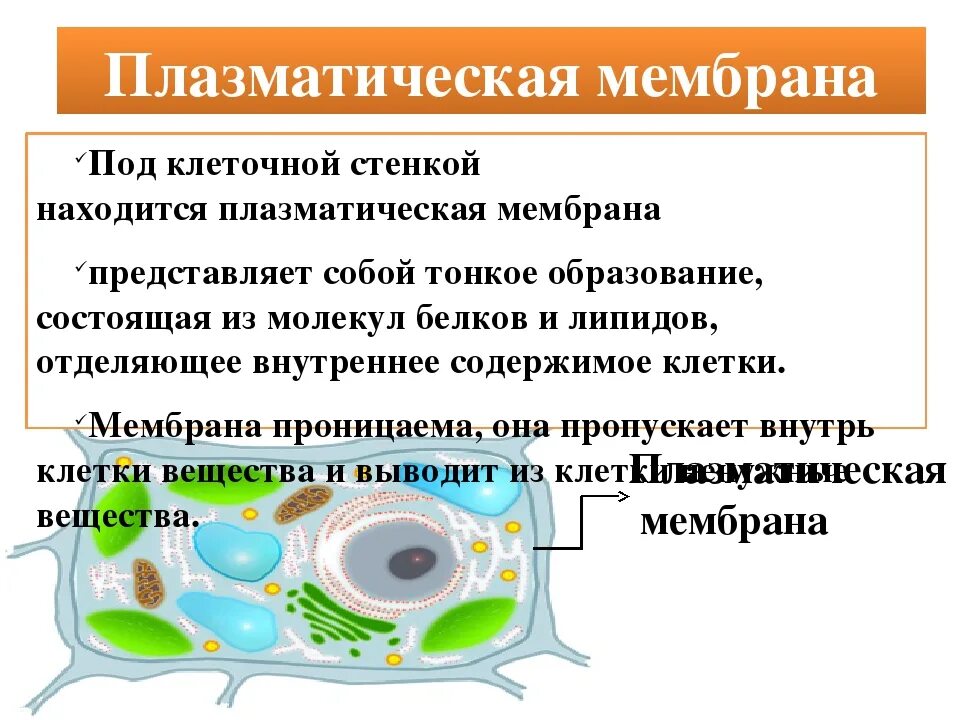 Мембрана находится