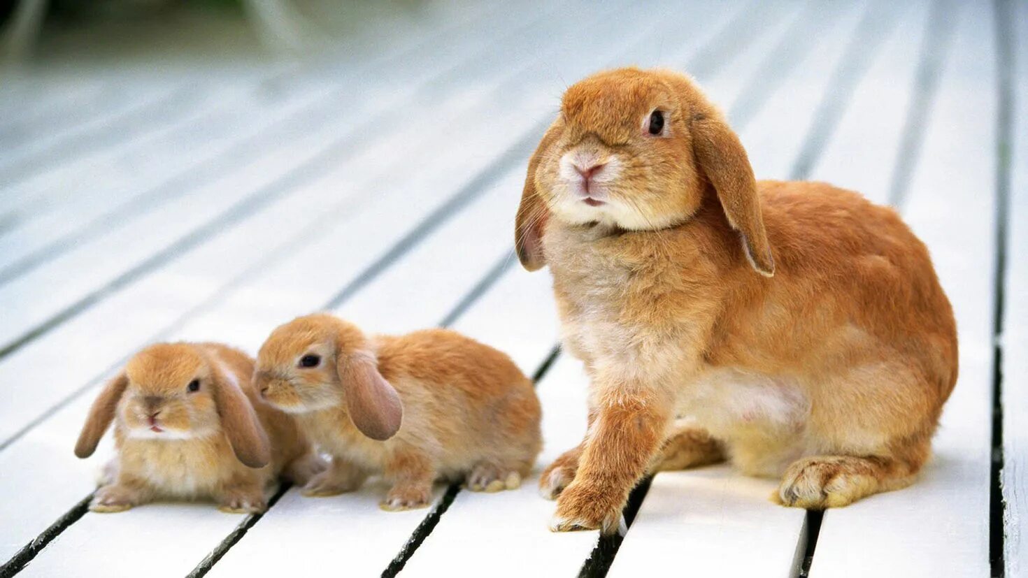 Рыжий вислоухий кролик. Кролик крольчиха крольчонок. Милые домашние животные. Рыжий заяц.