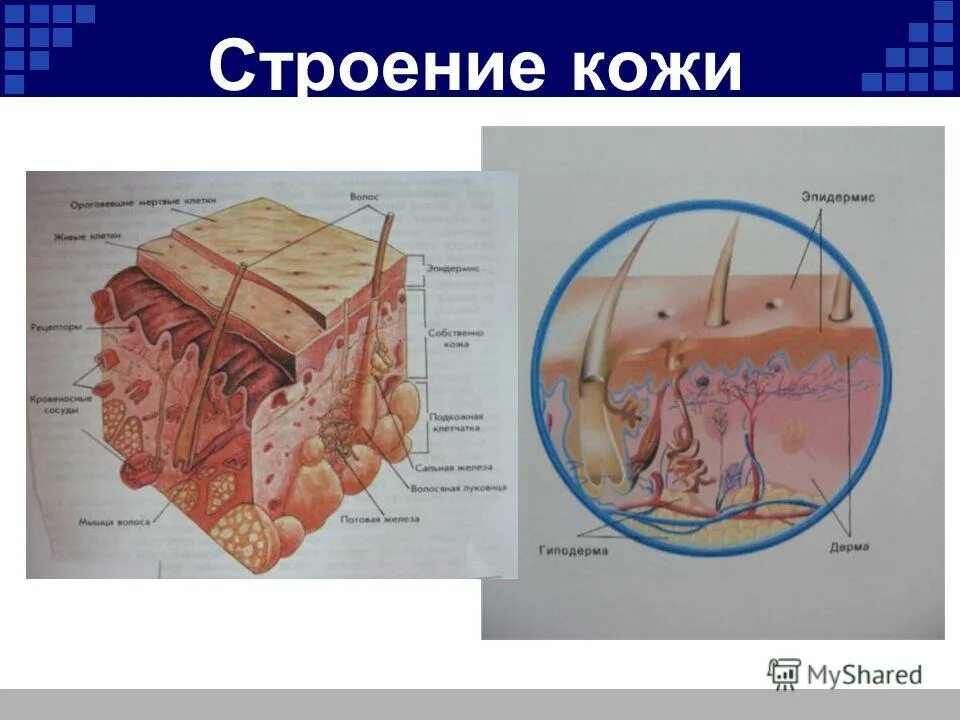 слои гиподермы кожи человека. строение слоя дермы кожи человека. эпидермис 2) дерма 3) гиподерма. строение кожи человека эпидермис дерма гиподерма. строение кожи эпидермис дерма.