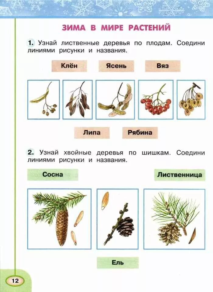 Окружающий мир и отличить. Плоды деревьев ясень клен липа окружающий мир 2 класс. Плоды ясеня клена и липы окружающий мир 2 класс. Плоды деревьев зимой. Семена деревьев и кустарников.