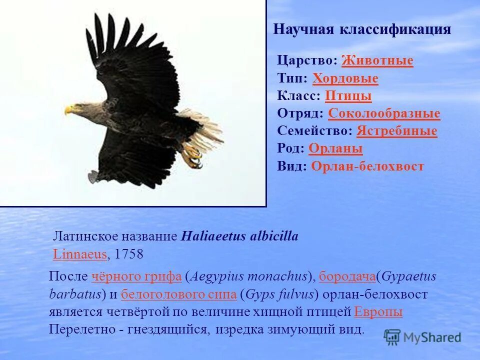 Птица царство тип класс отряд вид. Птица царство тип класс отряд вид