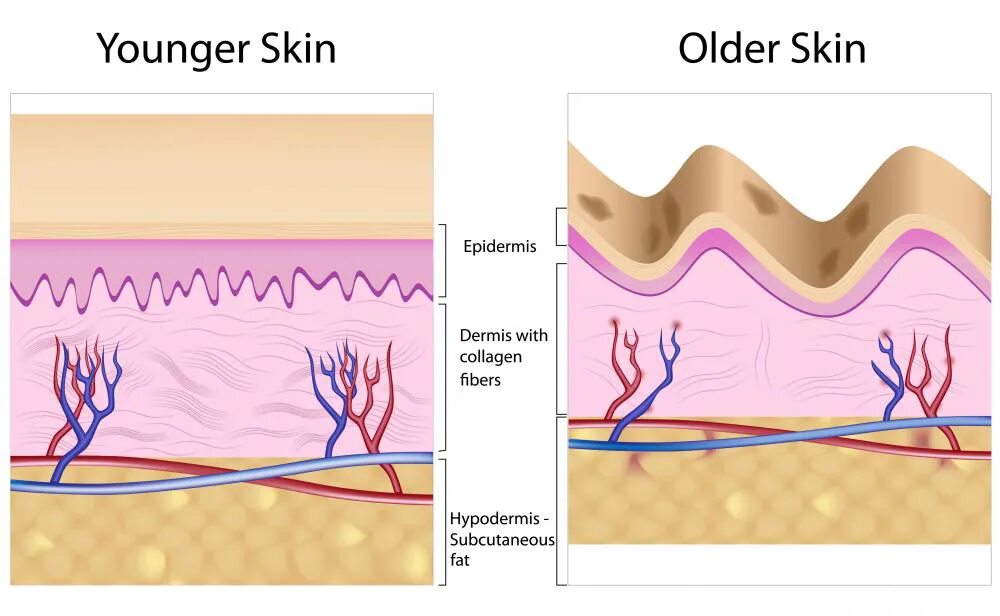 Коллаген дерма коллаген. Старение клеток кожи. Коллагеновый слой кожи.