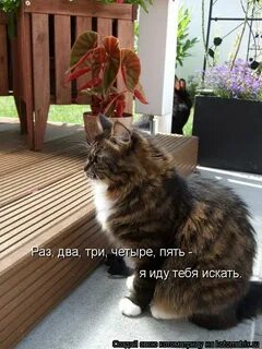 12345 я не пойду тебя искать