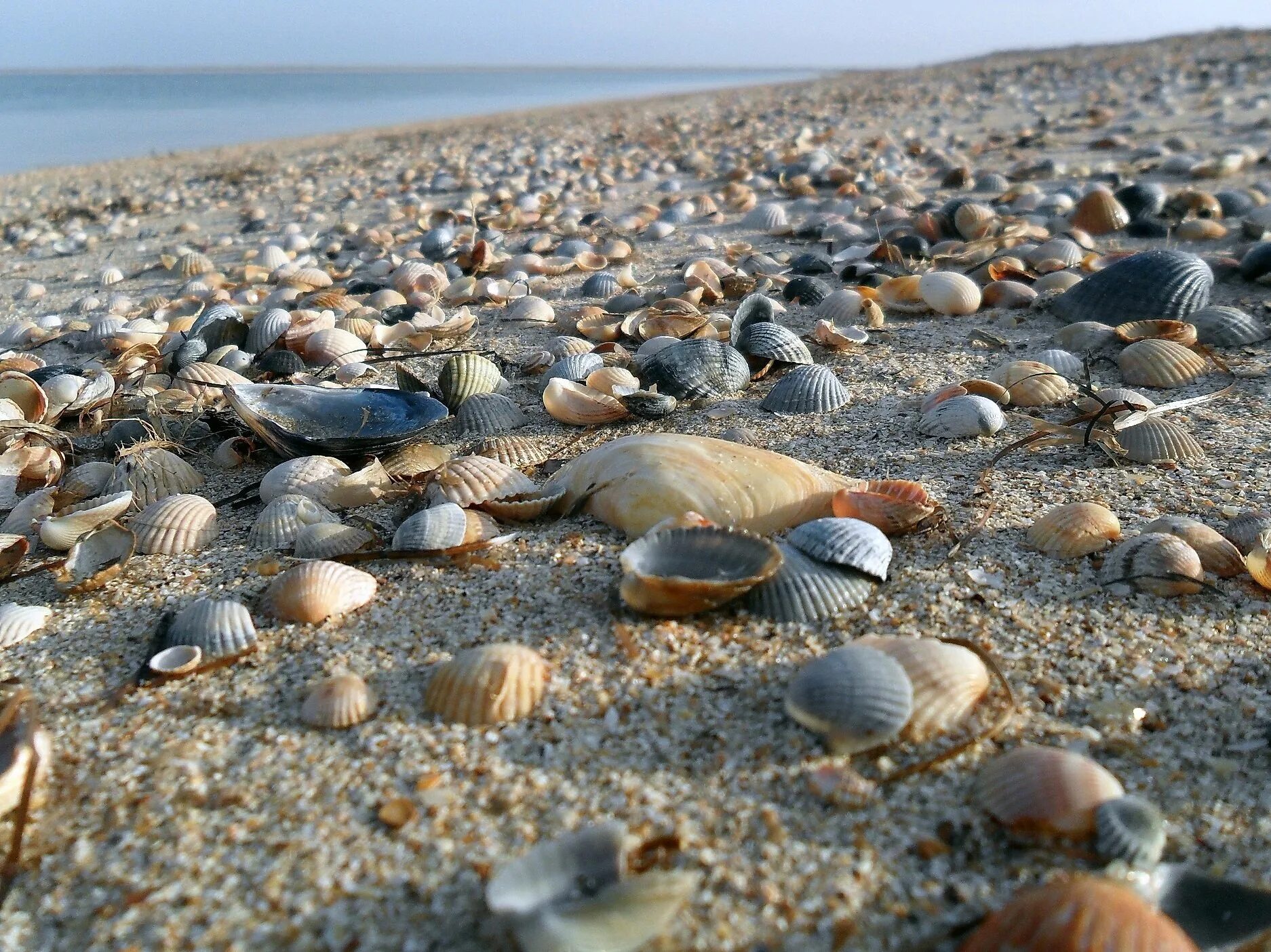 Азовское море Ясенская коса. Приморско-Ахтарск коса. Приморско-Ахтарск медузы. Ясенская коса медузы Приморско Ахтарск.