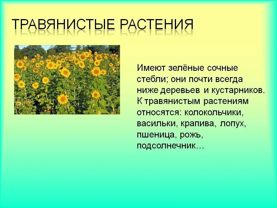 Класс травянистые растения. Что относится к травянистым растениям. Растения которые относятся к травянистым. Травянистые растения травянистые растения. Представители травянистых растений.